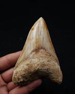 Megalodon - Fossiele tand - Otodus Megalodon, Verzamelen, Mineralen en Fossielen