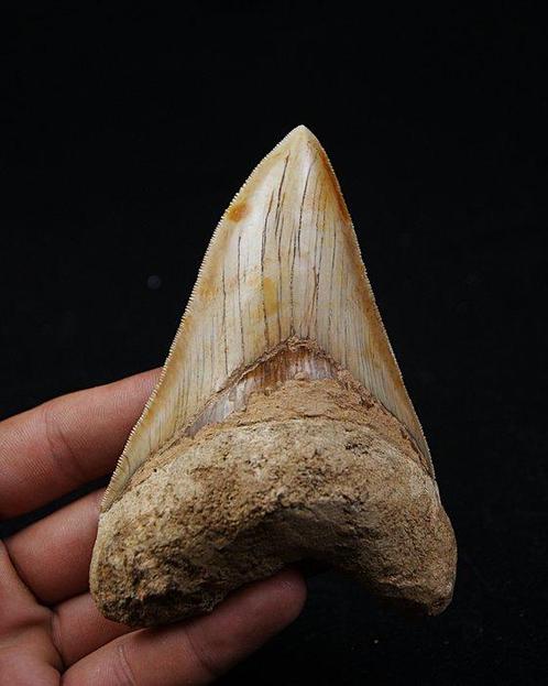 Megalodon - Fossiele tand - Otodus Megalodon, Verzamelen, Mineralen en Fossielen
