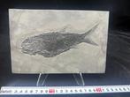 Fossiel - Fossiele matrix - Asialepidotus - 21.5 cm - 14 cm, Verzamelen