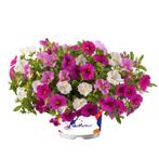 Calibrachoa Mixmaster - Pink Paradise / 14 cm hangpot, Ophalen of Verzenden