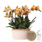 Kolibri Orchids | oranje orchideeënset in Cotton Basket incl, Verzenden, Nieuw