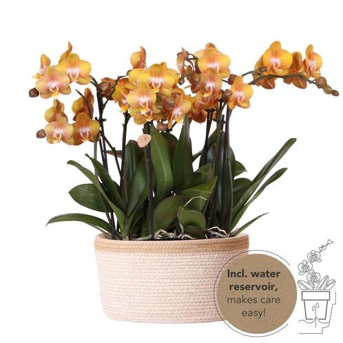 Kolibri Orchids | oranje orchideeënset in Cotton Basket incl, Huis en Inrichting, Woonaccessoires | Overige, Nieuw, Verzenden