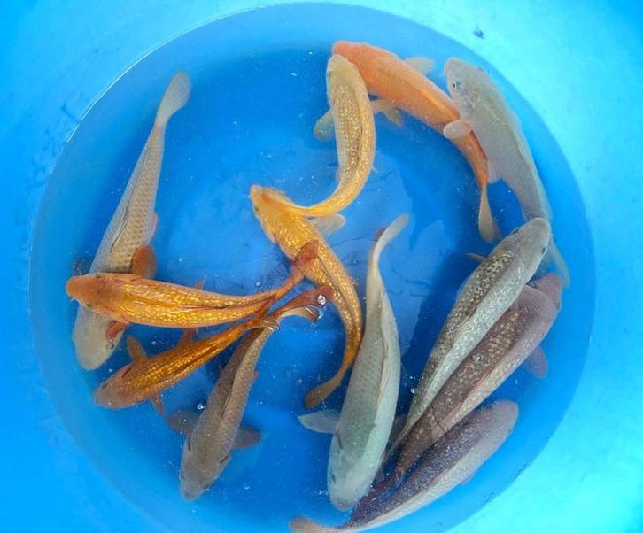 Hirasawa Marusei 28-35cm (Japanse Koi), Dieren en Toebehoren, Vissen | Vijvervissen, Karper of Koi