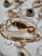 Figuur - Verzameling van 35 opgezette insecten (35) - Hars, Nieuw