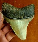 Megalodon - Fossiele tand - Otodus (Carcharocles) megalodon, Verzamelen