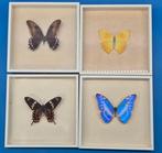 Wanddecoratie - Set van vier vlinderpreparaten - achter glas, Nieuw