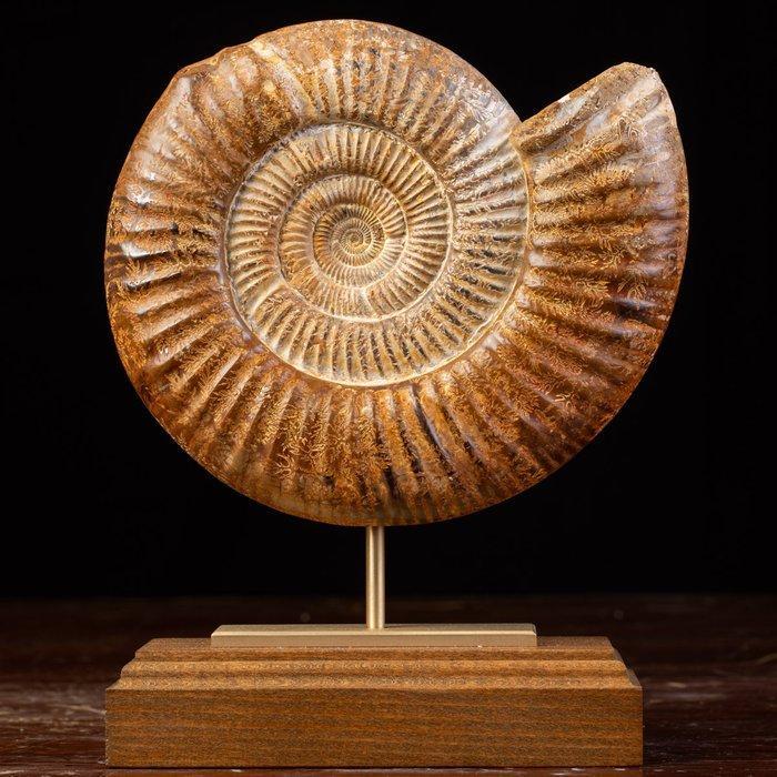 Ammonieten fossiele schelp Zeeschelp - Fossil Ammonite, Verzamelen, Mineralen en Fossielen