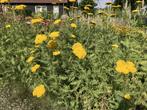 Achillea millefolium Terracotta -  Duizendblad, Tuin en Terras, Planten | Tuinplanten, Overige soorten, Vaste plant, Verzenden