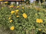 Achillea millefolium Terracotta -  Duizendblad, Halfschaduw, Zomer, Vaste plant, Overige soorten