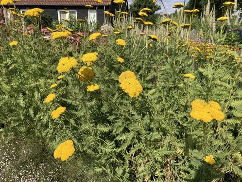 Achillea millefolium Terracotta -  Duizendblad, Tuin en Terras, Planten | Tuinplanten, Overige soorten, Vaste plant, Halfschaduw
