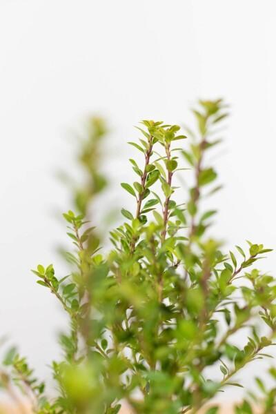 Japanse Hulst / Ilex Crenata Blondie 40-60cm, Tuin en Terras, Planten | Tuinplanten, Vaste plant, Volle zon, Lente, Verzenden