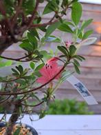Azalea bonsai (Rhododendron) - Hoogte (boom): 22 cm - Diepte