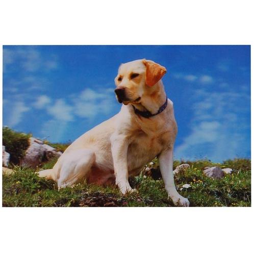 3d poster Labrador NIEUW, Verzamelen, Posters, Nieuw, Ophalen of Verzenden