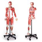 Anatomie model spieren en organen, 135 cm, 32-delig, Nieuw, Verzenden