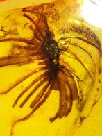 Bloemachtige insecten - Barnsteen - 15.4 mm - 12 mm, Verzamelen