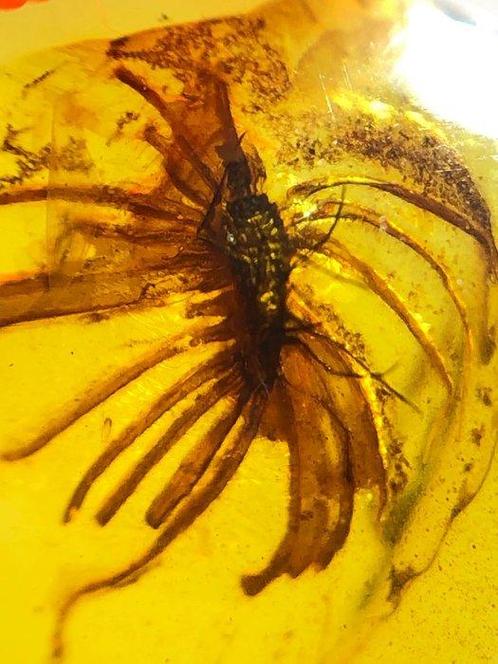 Bloemachtige insecten - Barnsteen - 15.4 mm - 12 mm, Verzamelen, Mineralen en Fossielen