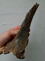 Wolharige mammoet - Fossiel wervelbot - Mammuthus, Verzamelen