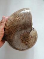 Enorme Nautilus Cenoceras sp., met een gewicht van 5100 gram, Verzamelen, Mineralen en Fossielen