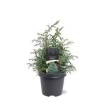 Chamaecyparis pis. Baby Blue 30-40 cm Conifeer, Tuin en Terras, Verzenden