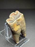 Wolharige neushoorn - Fossiele kies - Coelodonta