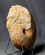 Nautilus - Gefossiliseerd dier - Digonioceras aff praecox, Verzamelen, Mineralen en Fossielen