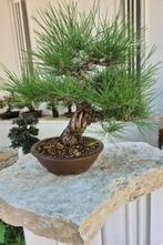 Bonsai van Black Pine Tunbergii - Verzamelstuk - Hoogte