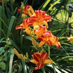 Hemerocallis Frans Hals - Wortelgoed - 5 stuks, Tuin en Terras, Planten | Tuinplanten, Verzenden