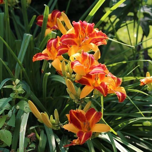 Hemerocallis Frans Hals - Wortelgoed - 5 stuks, Tuin en Terras, Planten | Tuinplanten, Verzenden