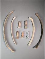 Nijlpaard - Fossiel bot - Hippopotamus lemerlei