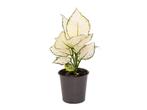 Aglaonema White Joy 35 cm, Huis en Inrichting, Kamerplanten, Overige soorten, Minder dan 100 cm, Volledige schaduw, In pot