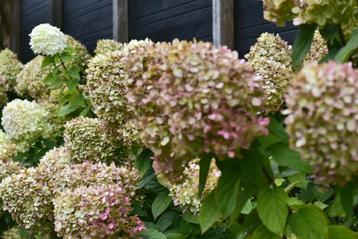 Hydrangea pan. Limelight | Pluimhortensia beschikbaar voor biedingen