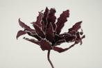 Cactus Ziggo Dark Red foam Cactus flower foam, Ophalen of Verzenden, Nieuw