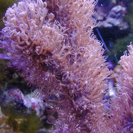 Corky Gorgoon Briareum Miami L (Ong. 9 cm), Dieren en Toebehoren, Vissen | Aquaria en Toebehoren, Ophalen of Verzenden
