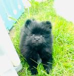 Bear face raszuivere pomeranian pomeriaan teefjes mini, Parvo, Overige rassen, 8 tot 15 weken, Teef