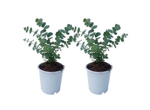 Eucalyptus Baby Blue S - set van 2, Huis en Inrichting, Kamerplanten, Verzenden