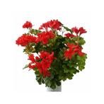 Kunstplanten Oostenrijkse geranium rood 40 cm - Kunst gera.., Huis en Inrichting, Ophalen of Verzenden