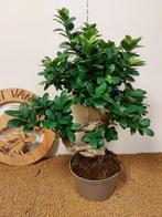 Vijgenboom bonsai (Ficus) - Hoogte (boom): 52 cm - Diepte