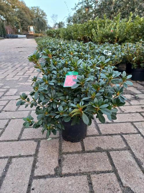 Azalea Japonica Arabesk Rood Roze, Tuin en Terras, Planten | Bomen, Ophalen