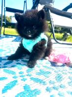 Mooie, gezonde pomeranian pups , NL nestje , teefje en reut, Parvo, Overige rassen, 8 tot 15 weken, Meerdere