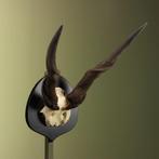 Elandantilope Schedel Taxidermie Opgezette Dieren By Max, Ophalen of Verzenden, Nieuw, Wild dier, Opgezet dier