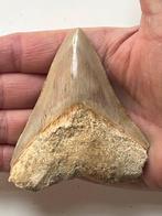 Megalodon tand 9,0 cm - Fossiele tand - Carcharocles