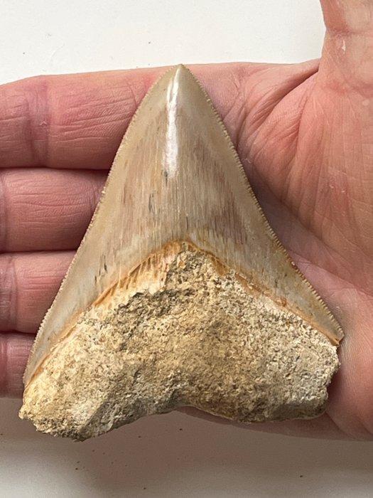 Megalodon tand 9,0 cm - Fossiele tand - Carcharocles, Verzamelen, Mineralen en Fossielen