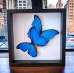 Echte blauwe vlinders in frame Taxidermie volledige montage, Nieuw
