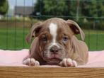Old English Bulldog pups! t Gezonde type., Parvo, Nederland, 8 tot 15 weken, Bulldog