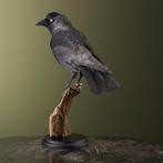 Kraai Taxidermie volledige montage - Corvus monedula - 34 cm, Nieuw