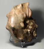 Stekelige ammoniet - Gefossiliseerde schelp - Mammites