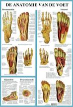 Anatomie poster voetskelet en voetspieren (Nederlands, ge..., Verzenden, Nieuw