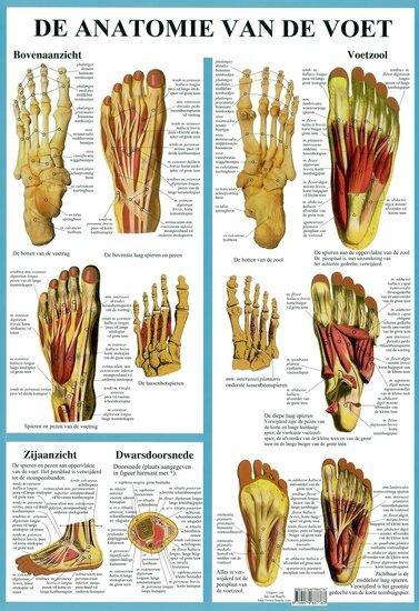 Anatomie poster voetskelet en voetspieren (Nederlands, ge..., Sport en Fitness, Overige Sport en Fitness, Verzenden