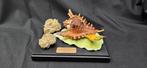 . - Diorama - Reconstitutie van Murex zoutwater schelp en