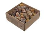 Leucodendron assortiment - naturel kleuren (640 gr) –, Ophalen of Verzenden, Nieuw